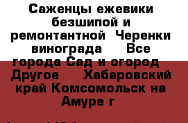 Саженцы ежевики безшипой и ремонтантной. Черенки винограда . - Все города Сад и огород » Другое   . Хабаровский край,Комсомольск-на-Амуре г.